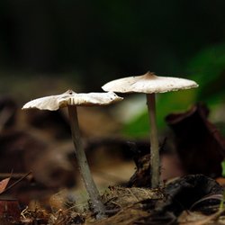Skin Benefits of Mushrooms - ORESTA clean beauty simplified