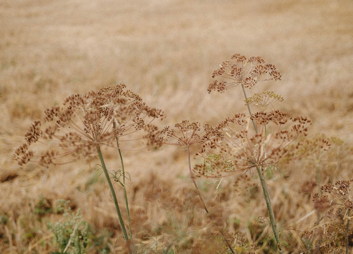 5 Tips To Get Post-Summer Skin Back On Track - ORESTA mindful beauty