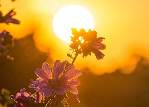 How We Celebrate Summer Solstice at ORESTA