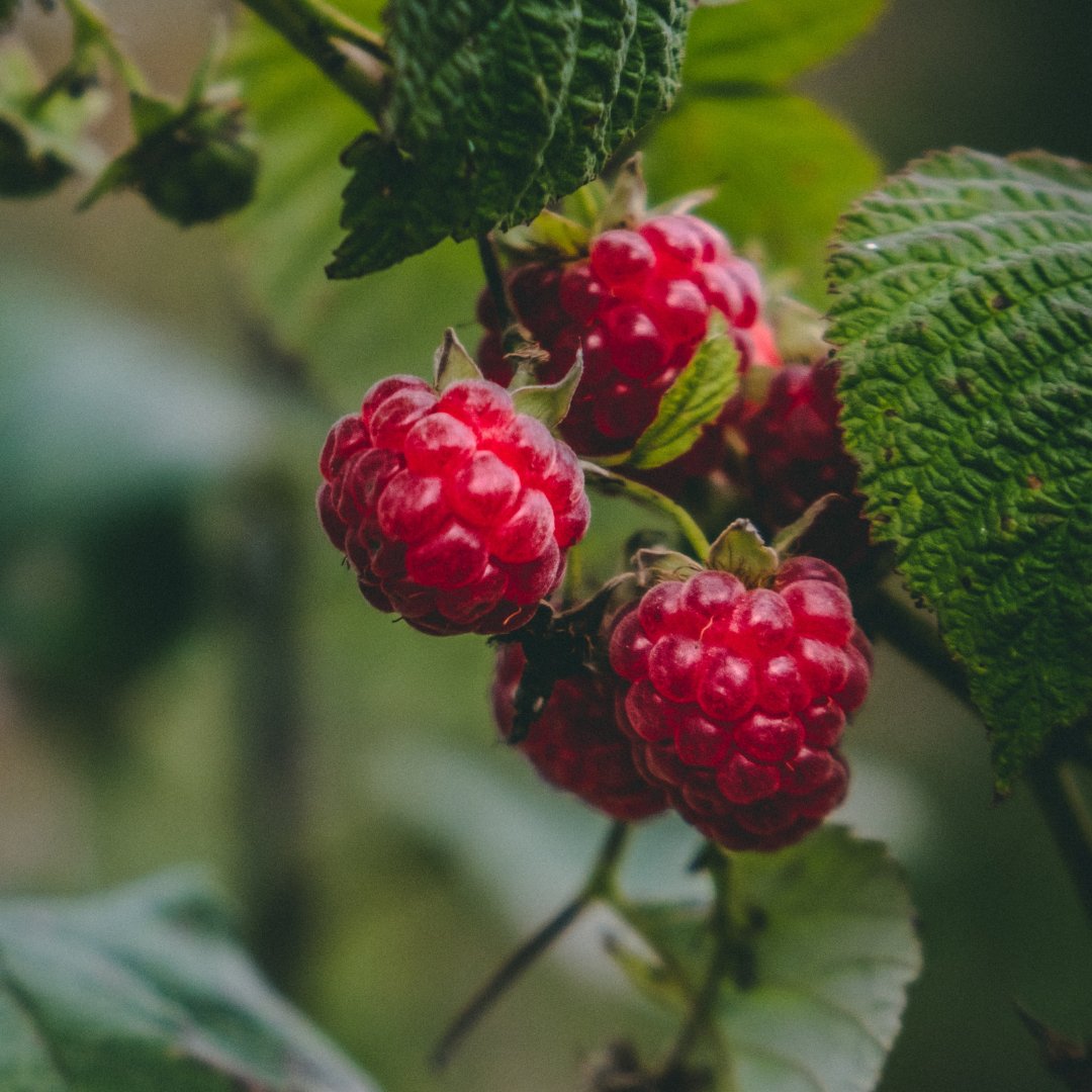 Does Raspberry Seed Oil Offer Natural SPF? - ORESTA clean beauty simplified