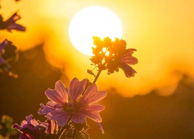 How We Celebrate Summer Solstice at ORESTA - ORESTA mindful beauty