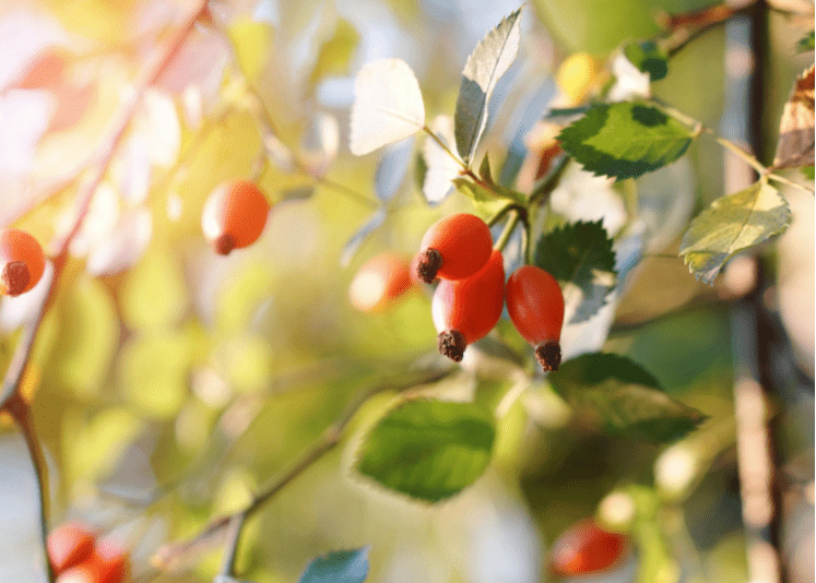 The Benefits Of Rosehip Oil - ORESTA clean beauty simplified