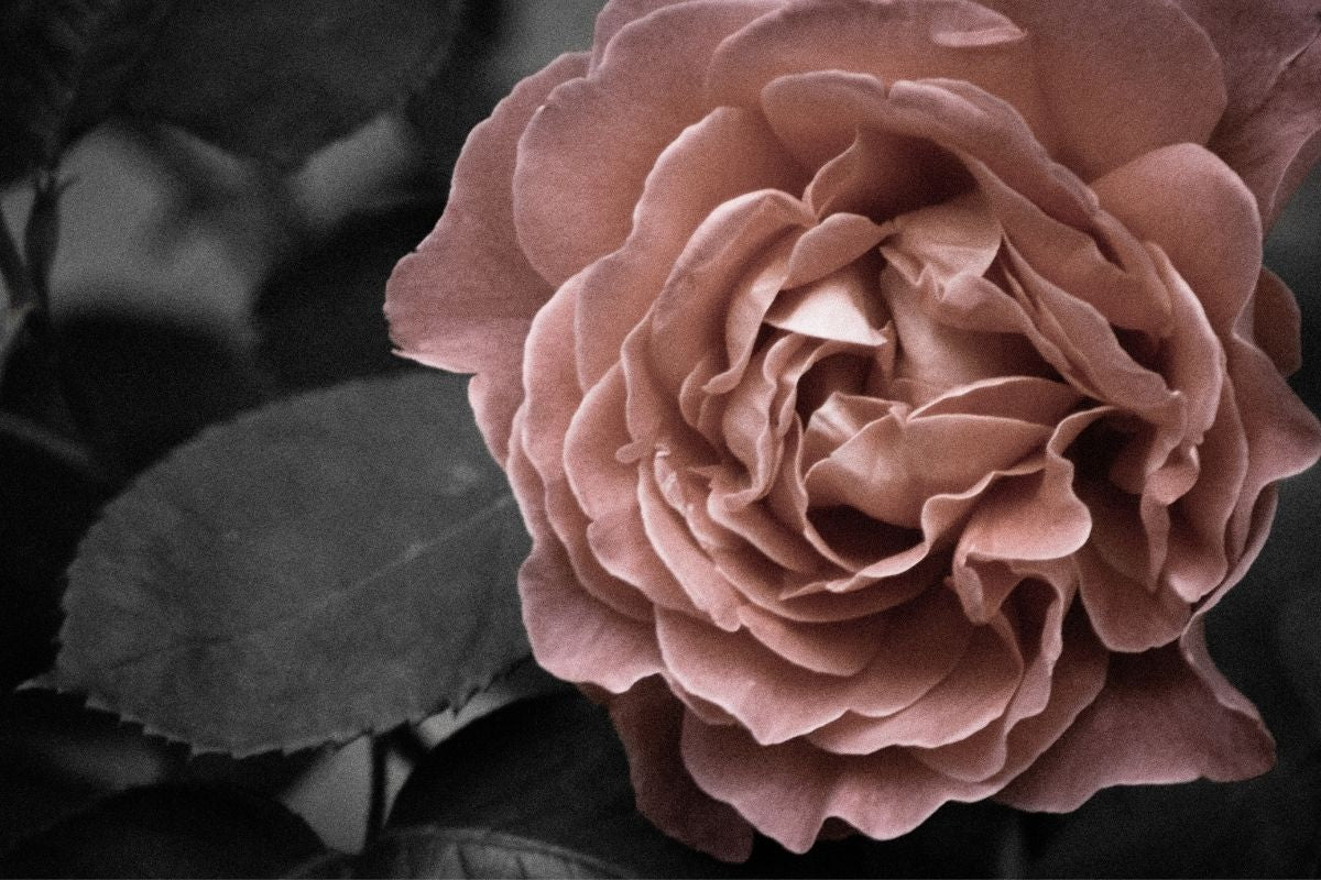 Why Pure Rose Products Cost More — And Why It's Worth It - ORESTA mindful beauty