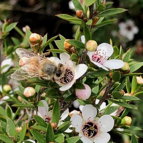 Activist - ACTIVIST Manuka Elixir - ORESTA clean beauty simplified