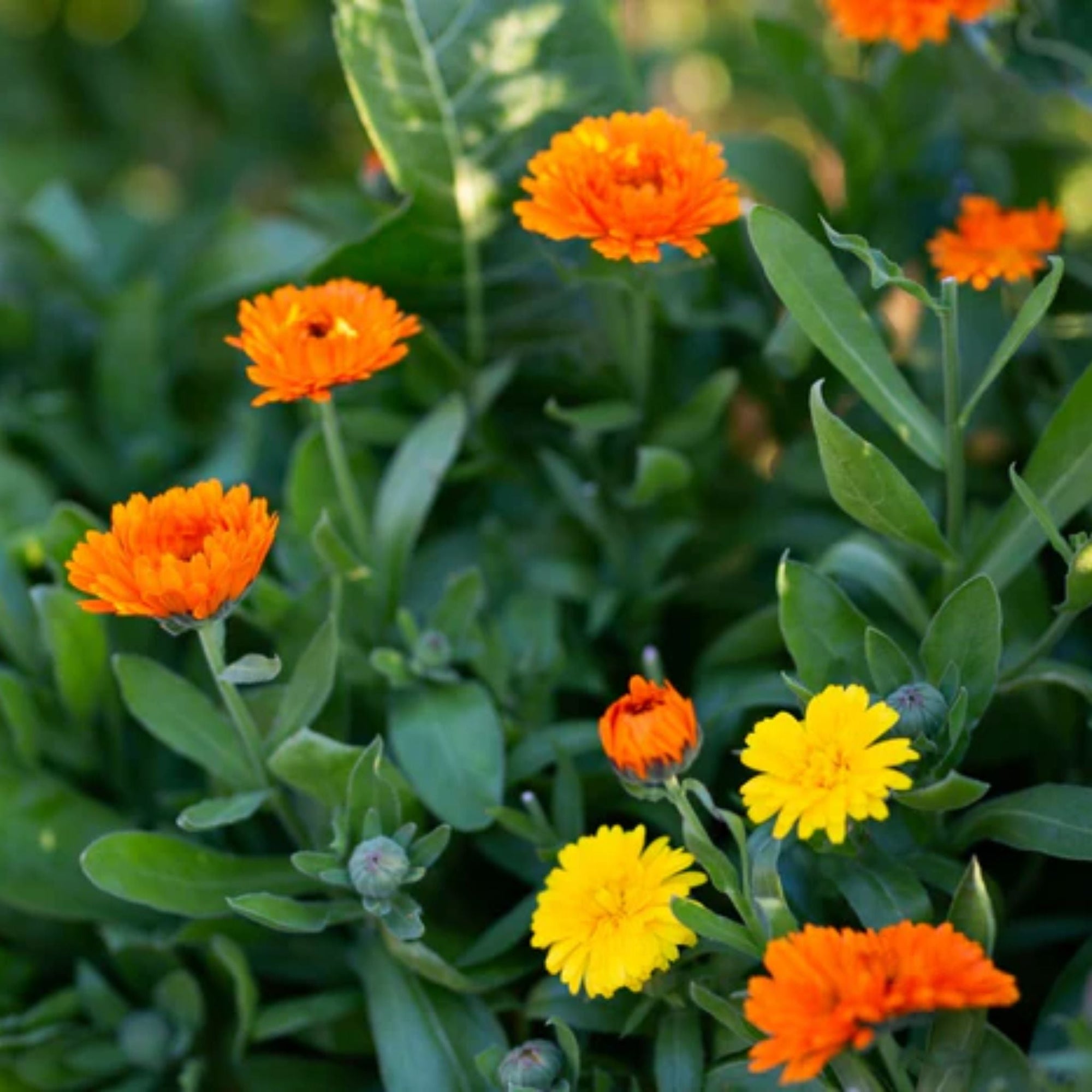 East Coast Glow - East Coast Glow Wild Calendula + Orange Iceberg Infused Hand + Body Lotion - ORESTA clean beauty simplified